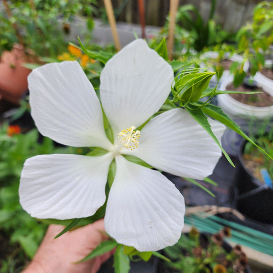Hibiscus - White Texas Star