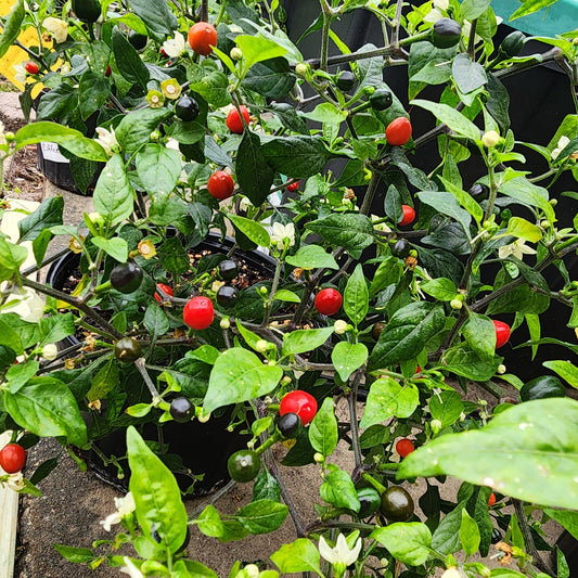 Chiltepin - Hermosillo Select