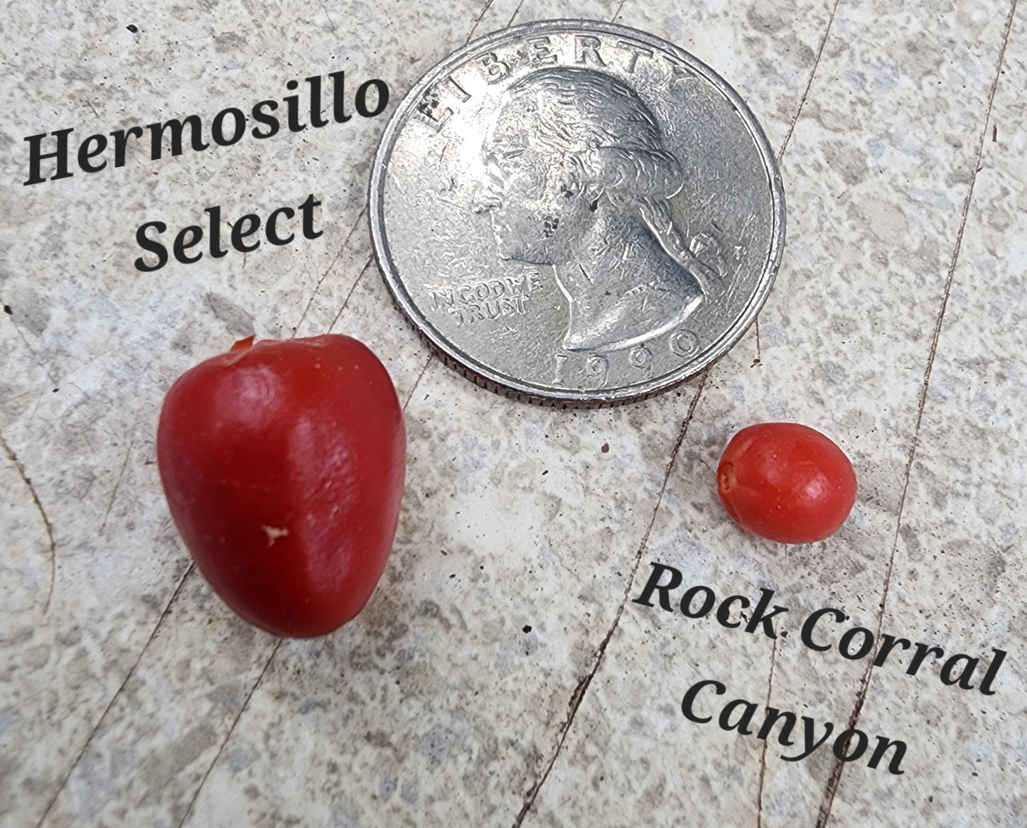 Chiltepin - Hermosillo Select