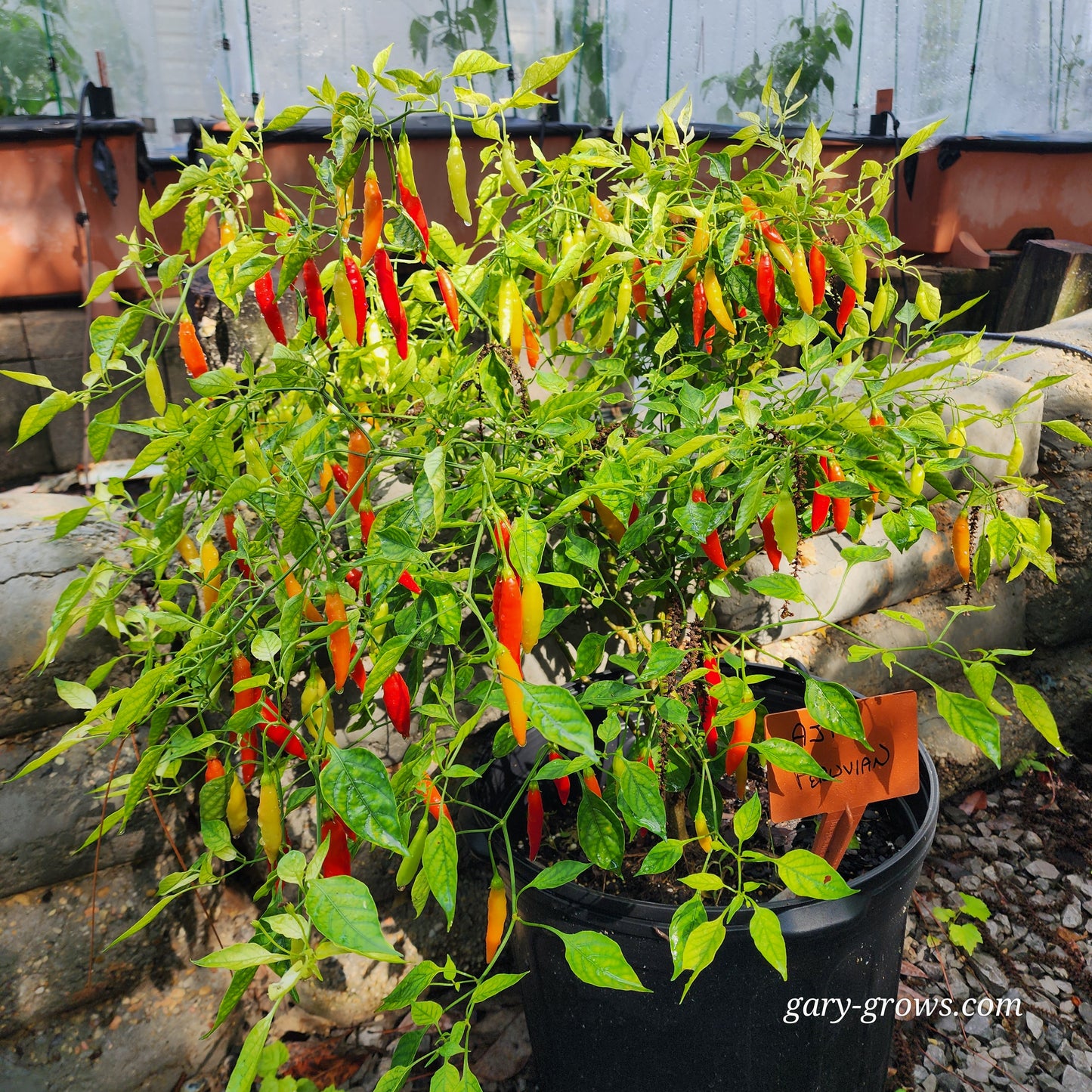 Pepper - Aji Peruvian