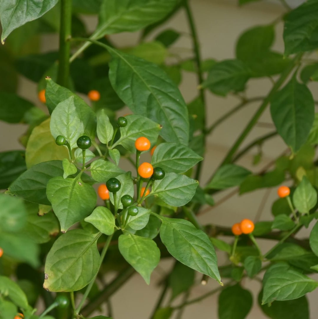 most expensive plant seeds Aji Charapita Pepper - World's Most Expensive Pepper