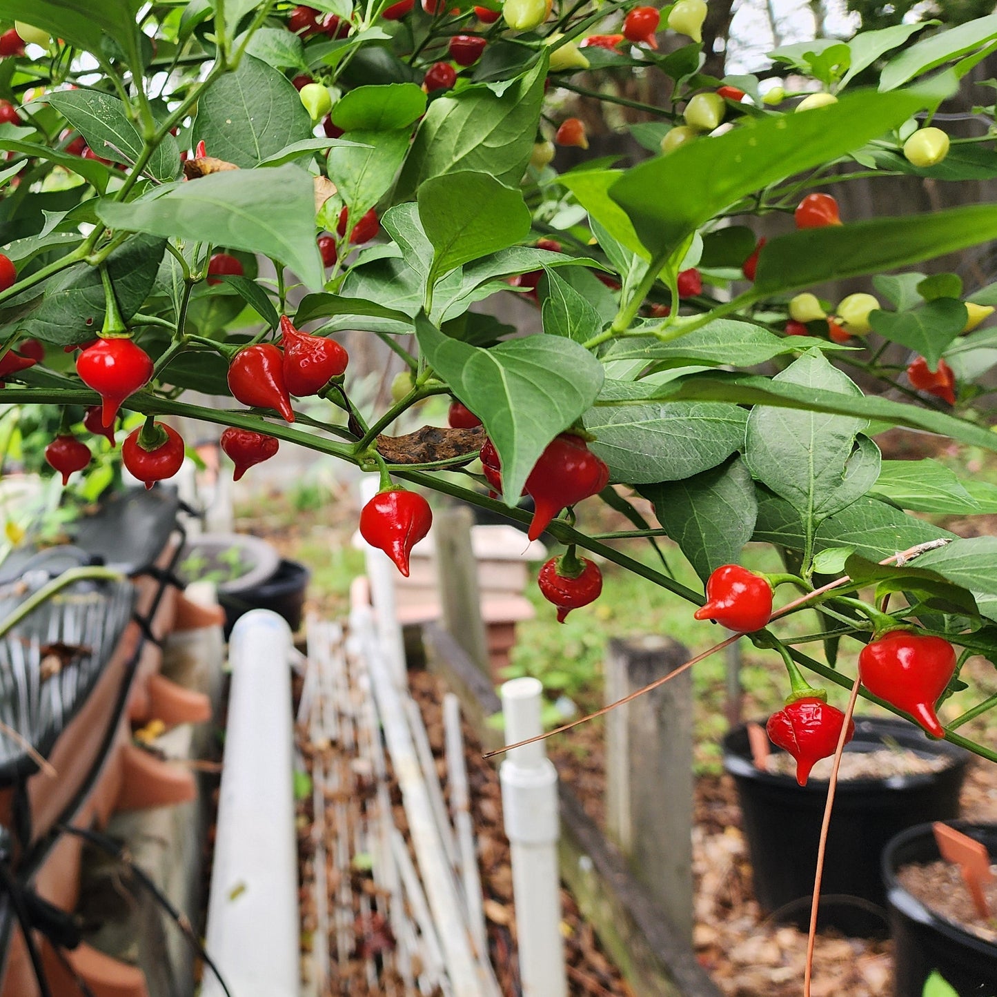 Pepper - Biquinho Red