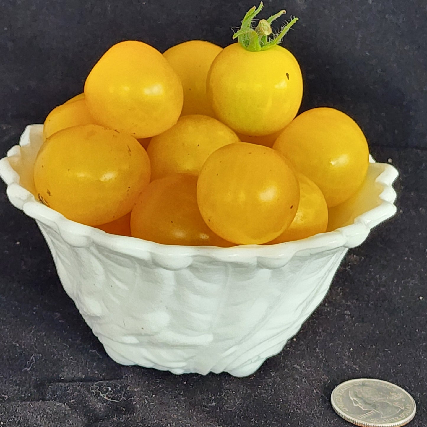 Micro Tomato - Monetka