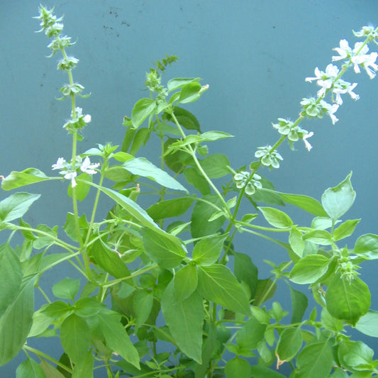 Basil - Mrs. Burns Lemon