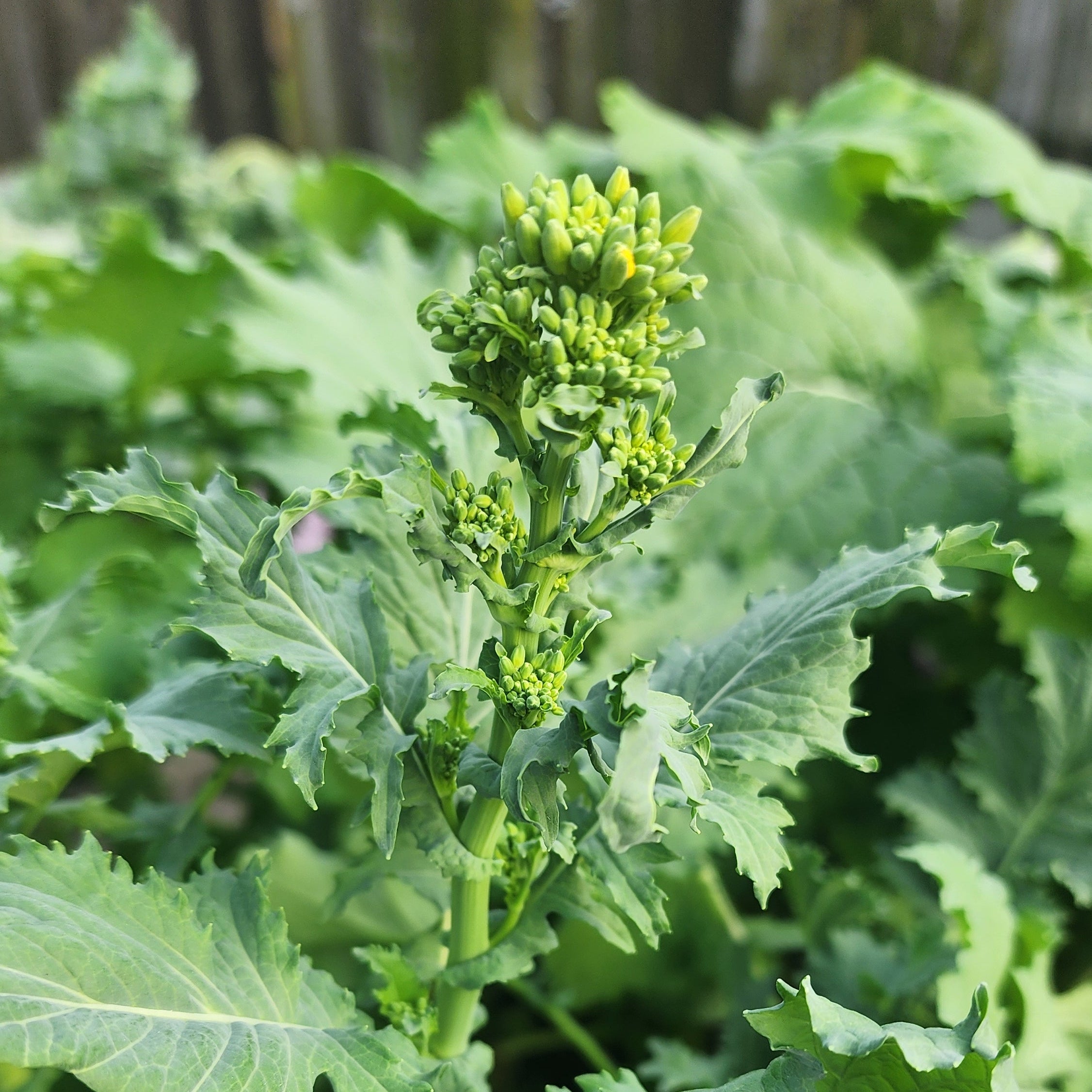 Growing Rapini Broccoli