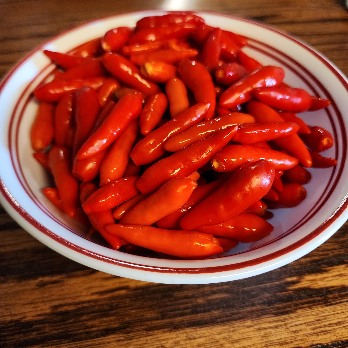 Pepper - Rooster Spur