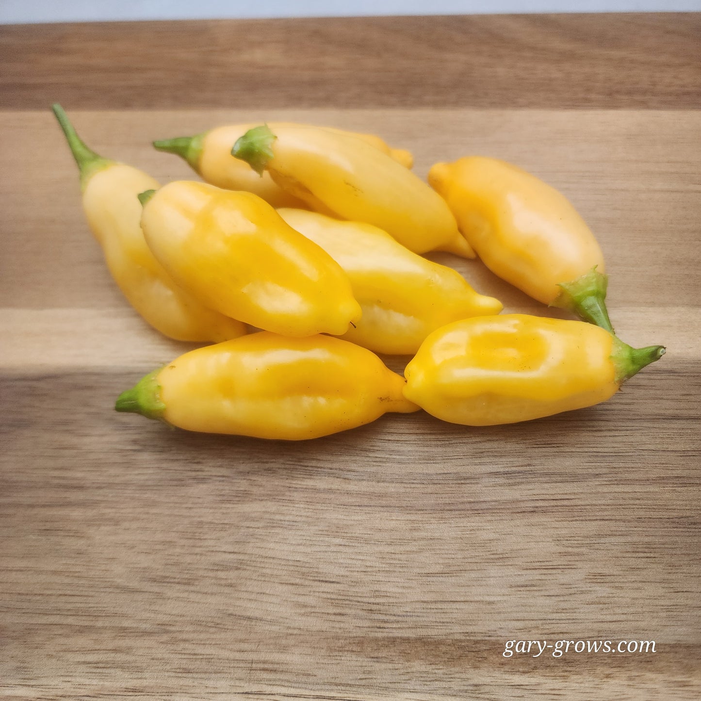 Pepper - Szegedi Paprika