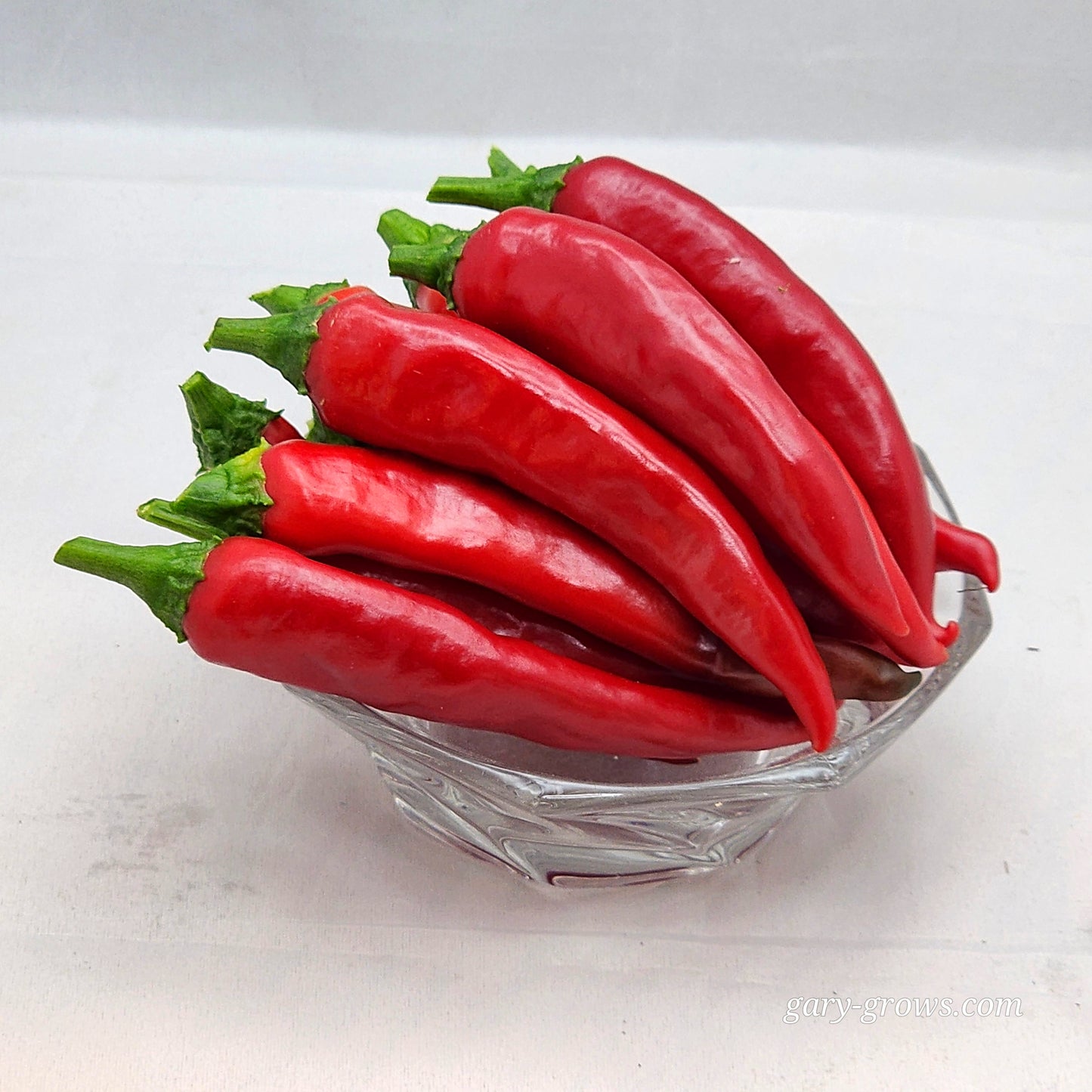 Pepper - Tibetan Lhasa