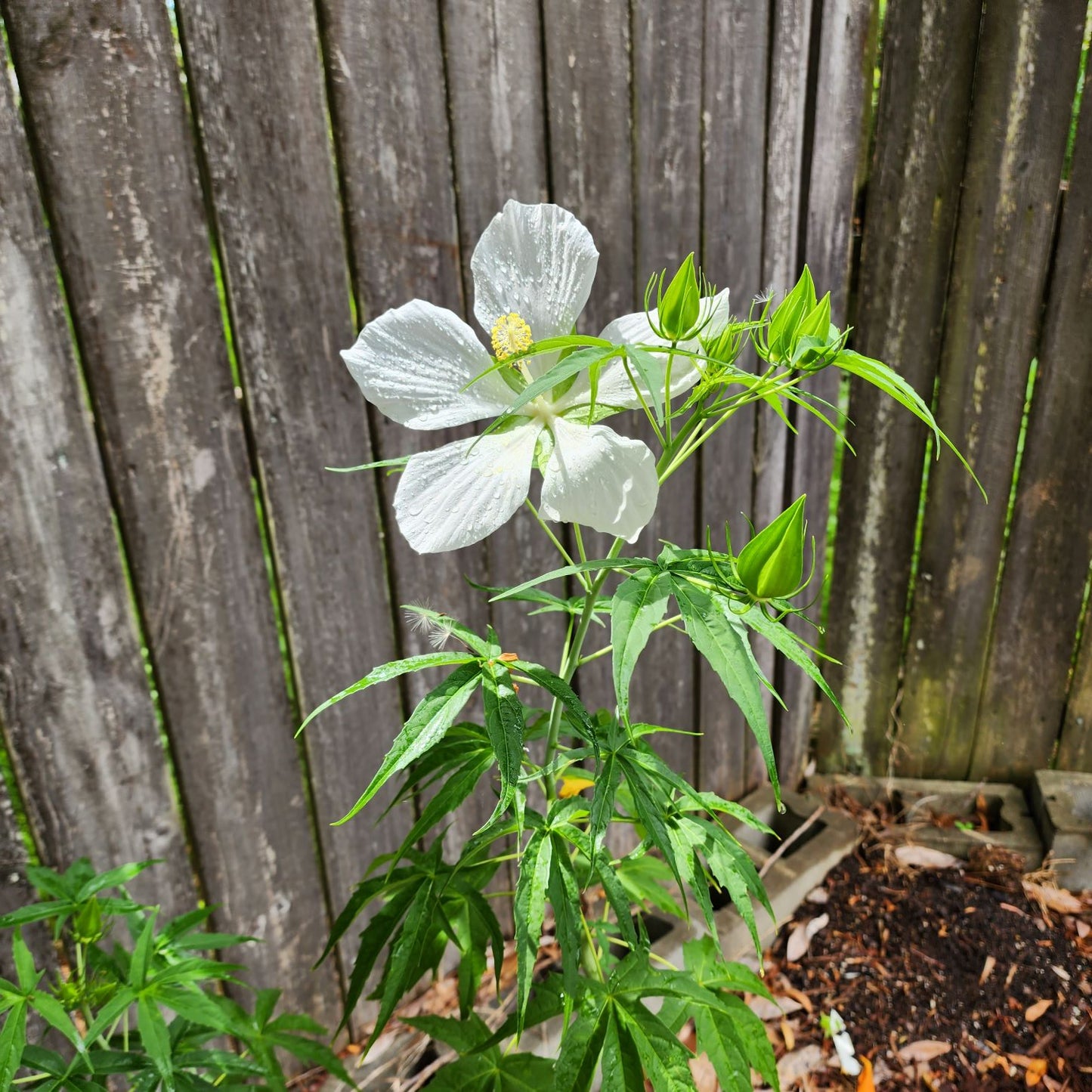Hibiscus - White Texas Star
