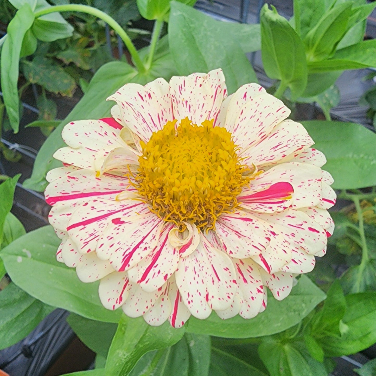 Zinnia - Peppermint Candy
