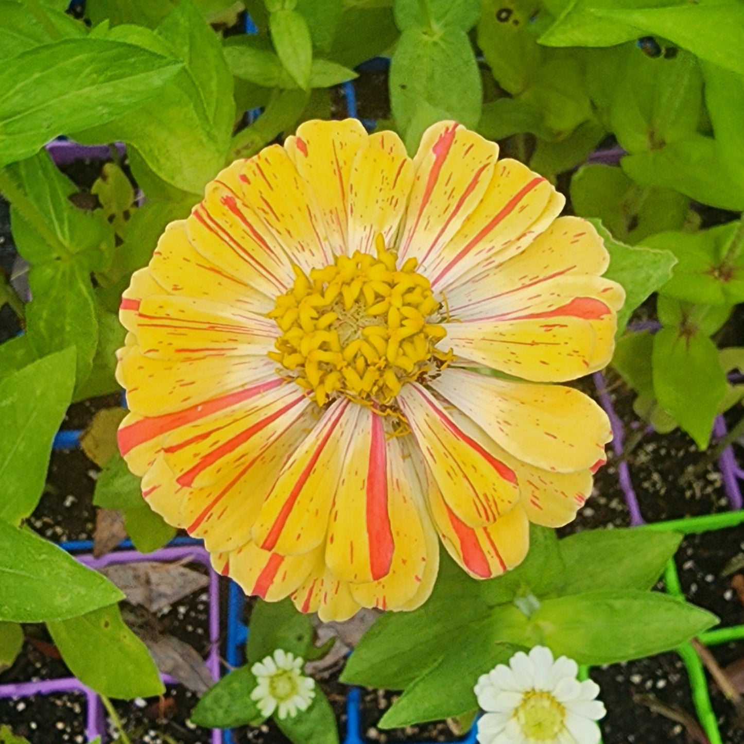 Zinnia - Peppermint Candy