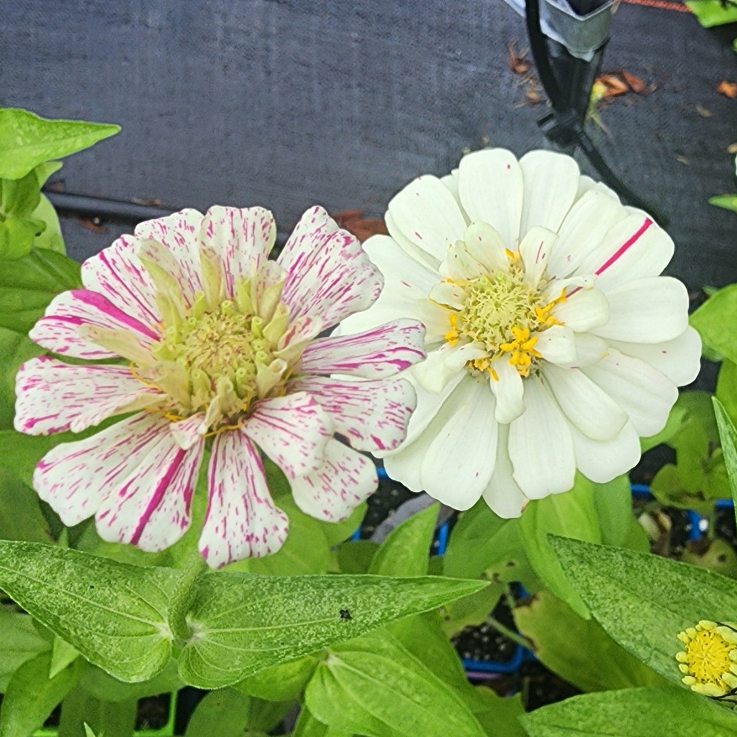 Zinnia - Peppermint Candy