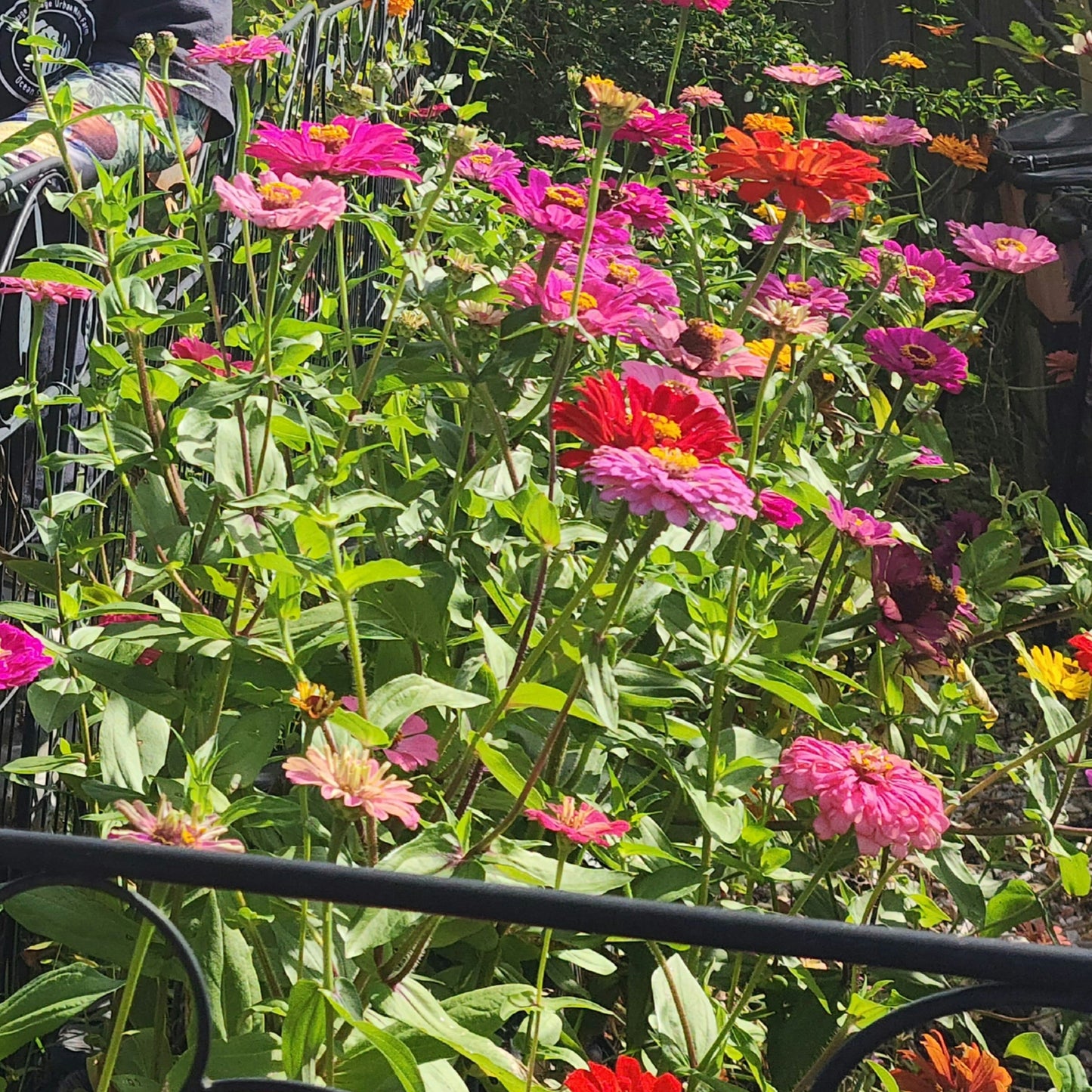 Gary's zinnia mix
