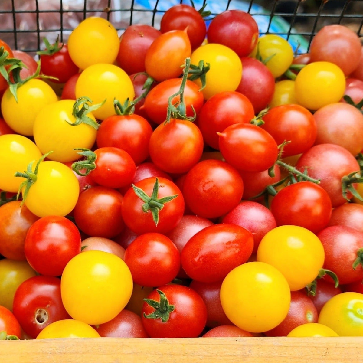 Mixed Micro/Dwarf Tomato Seeds – Compact Patio Tomatoes | Heritage ...