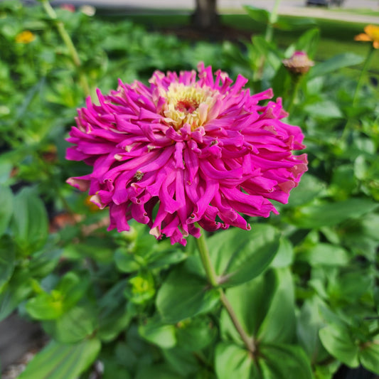 Zinnia - Cactus Flower Mix