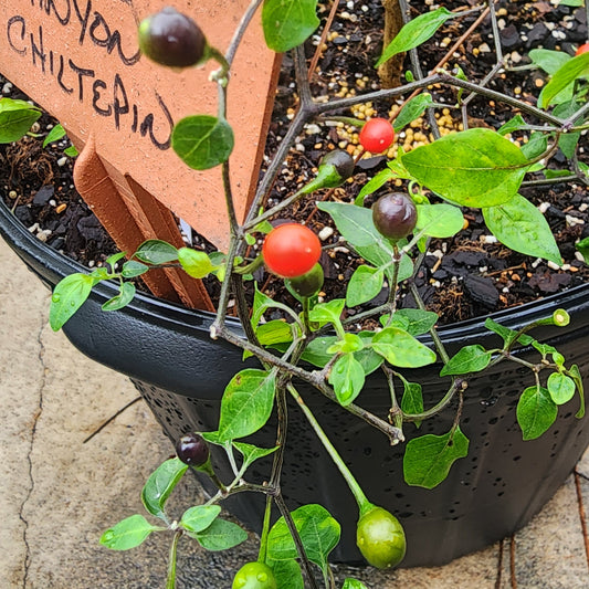 Chiltepin - Rock Corral Canyon