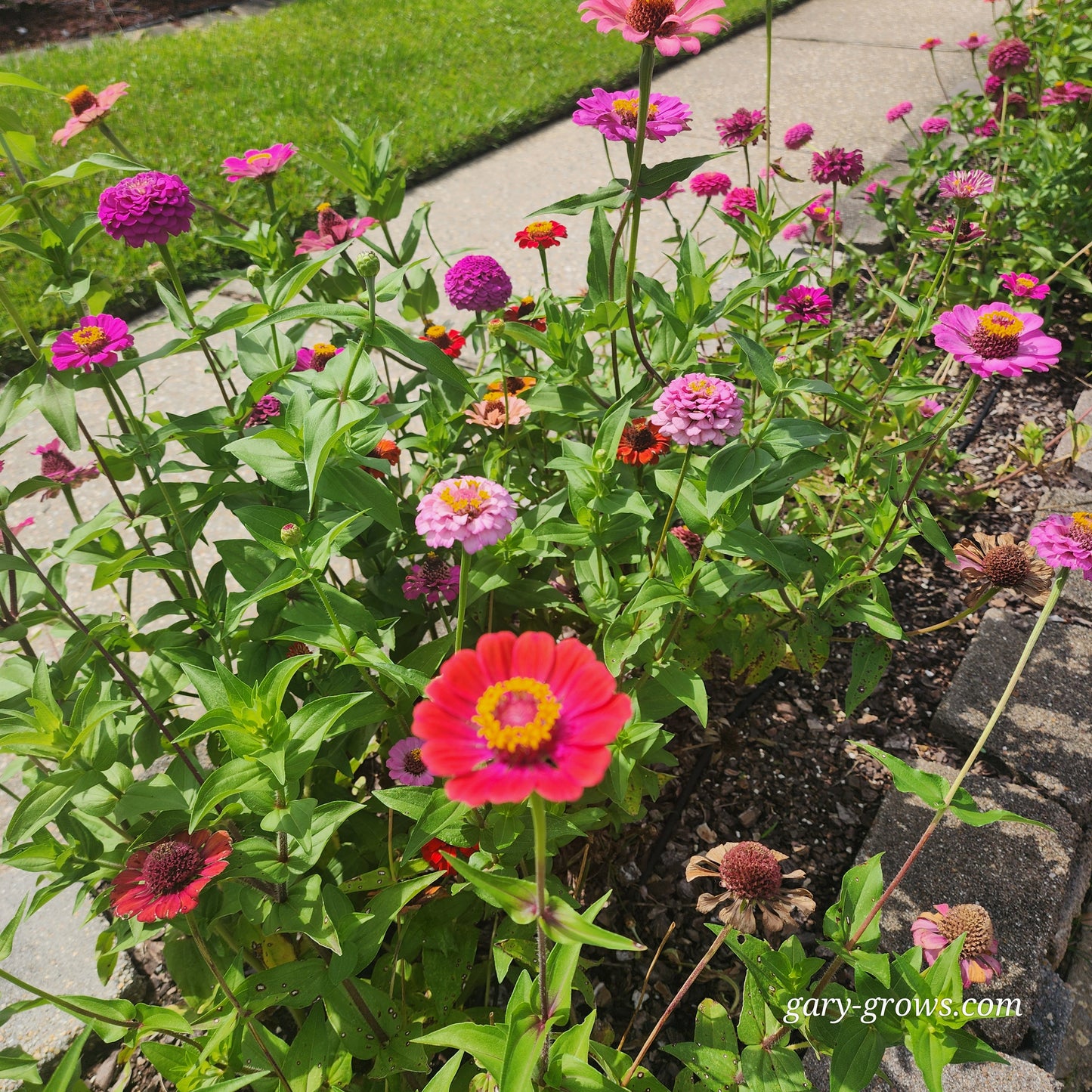 Zinnia - Gary's Small Mix