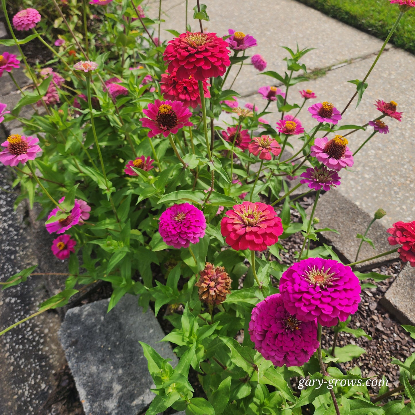 Zinnia - Gary's Small Mix