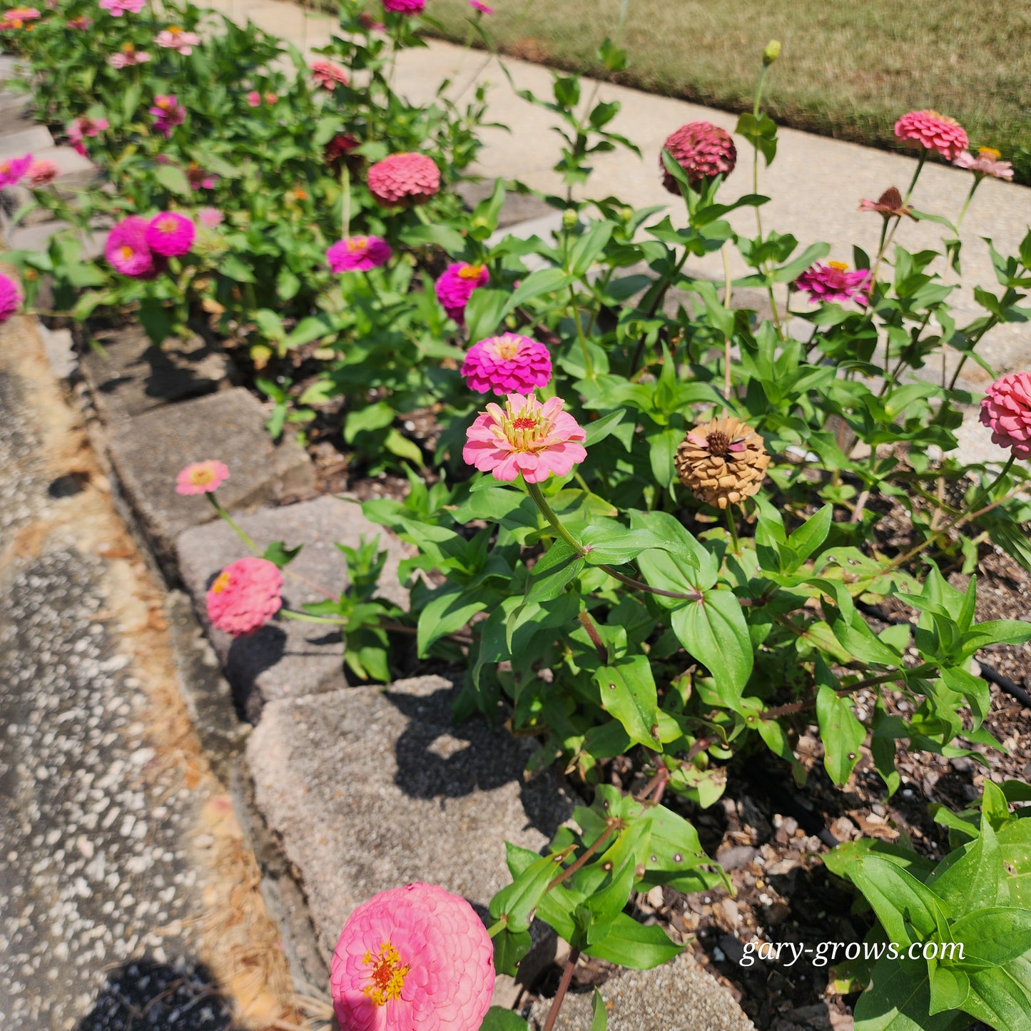 Zinnia - Gary's Small Mix