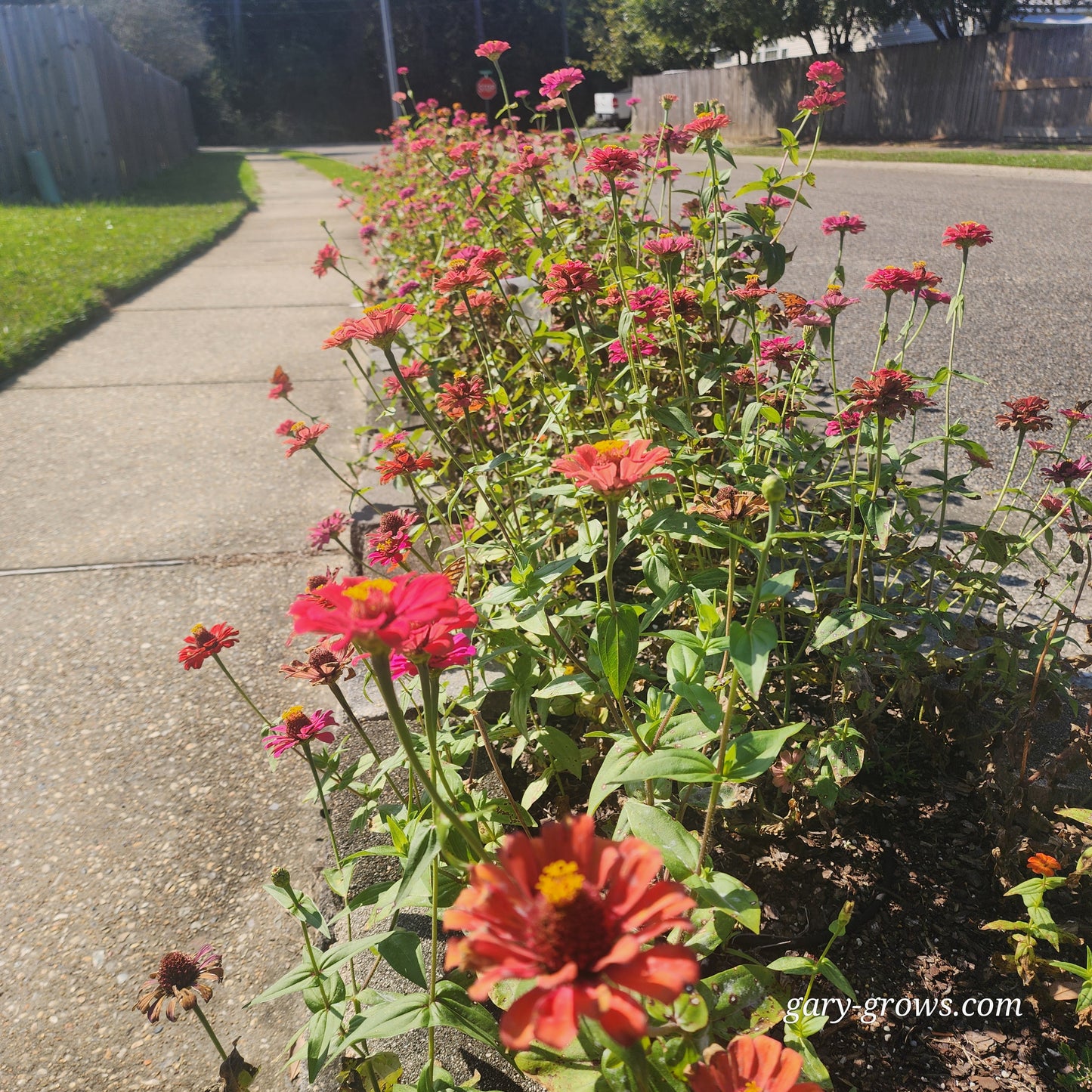 Zinnia - Gary's Small Mix