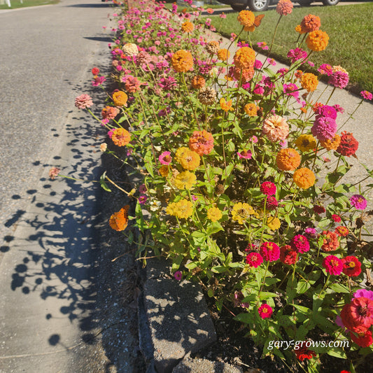 Zinnia - Gary's Small Mix