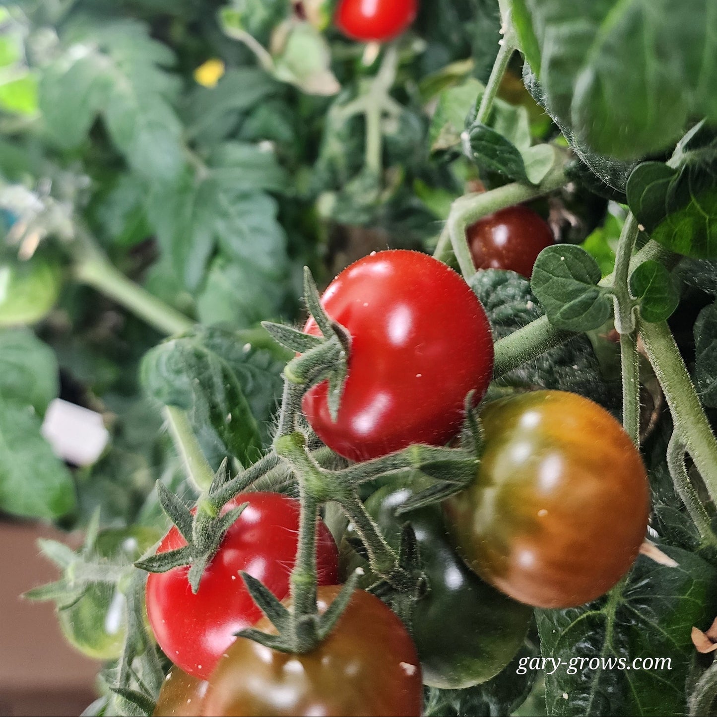Micro Tomato - Tiny Tim