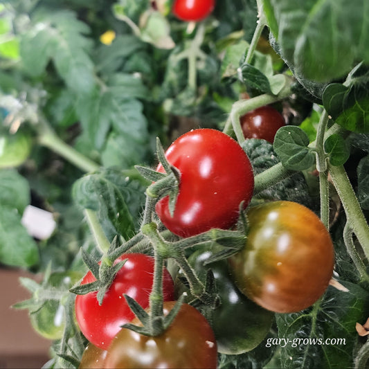 Micro Tomato - Tiny Tim