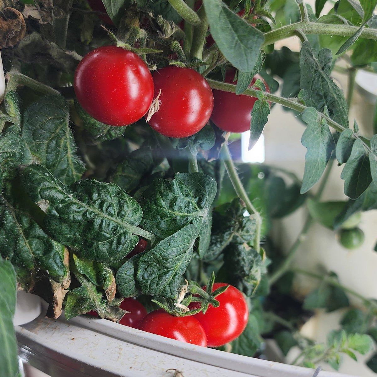Tiny Tim Micro-Dwarf Tomato Seeds — Compact Red Cherry Tomato for ...