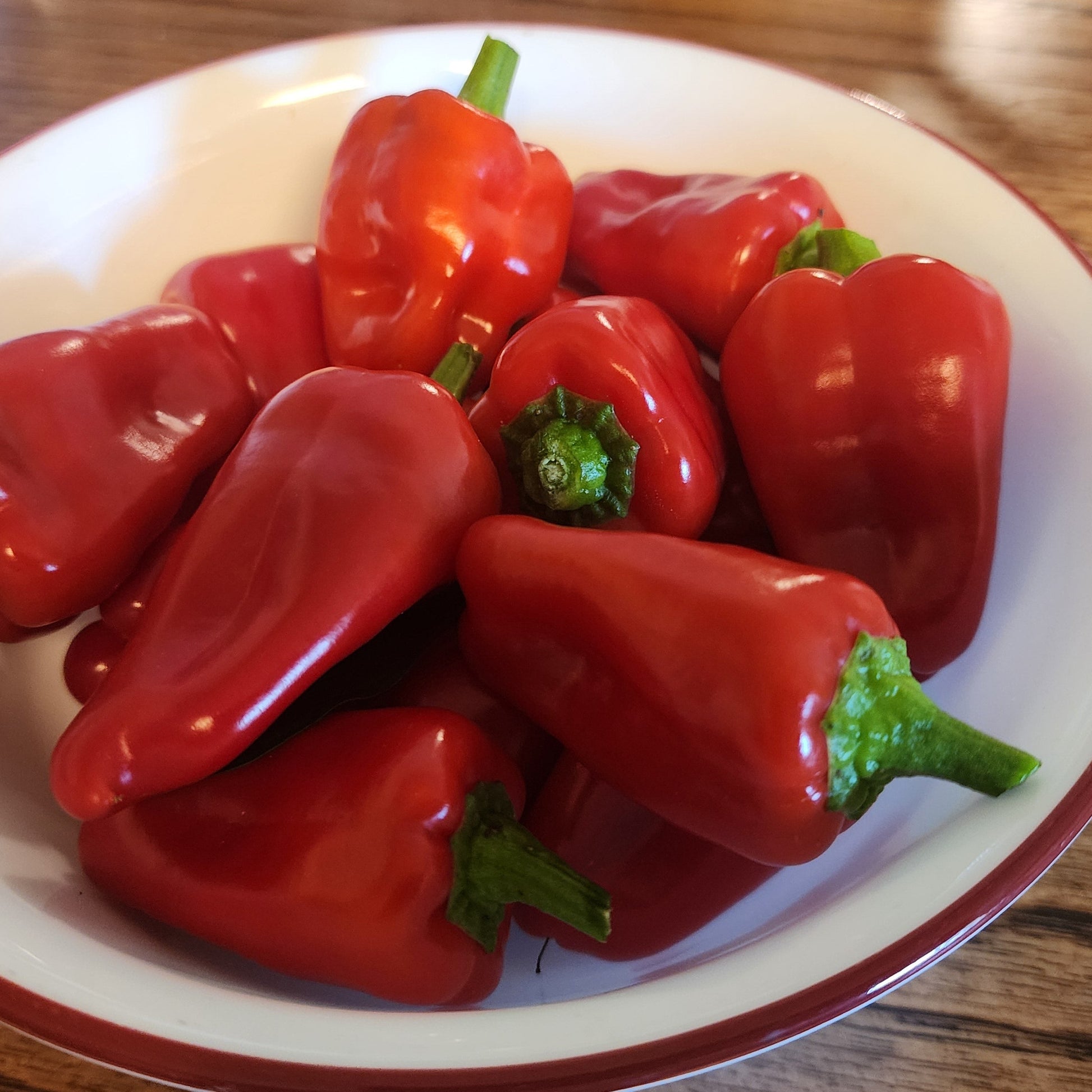 aleppo pepper seeds for planting Pepper
