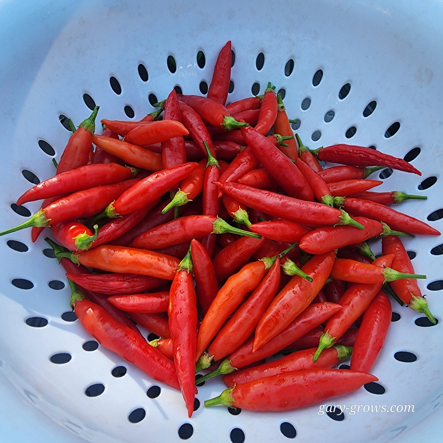 Pepper - Aji Peruvian