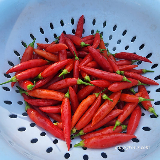 Pepper - Aji Peruvian