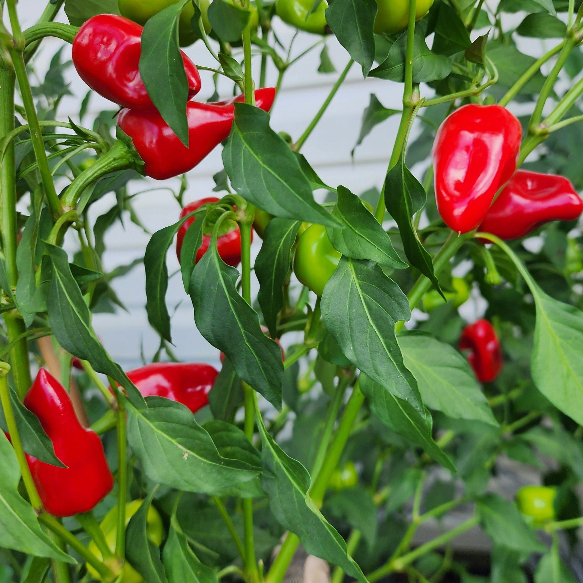 aleppo pepper seeds for planting Pepper