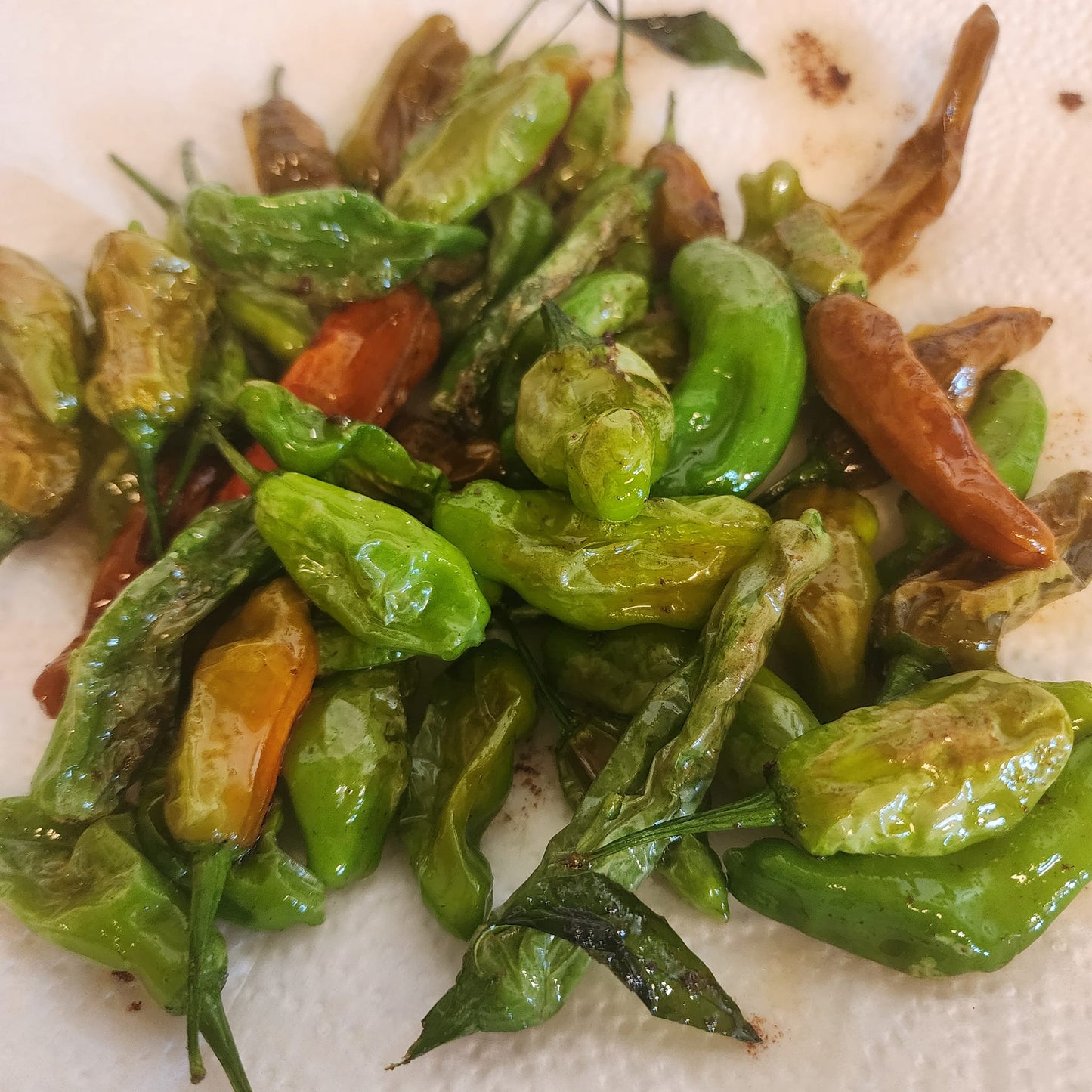 Pepper - Shishito