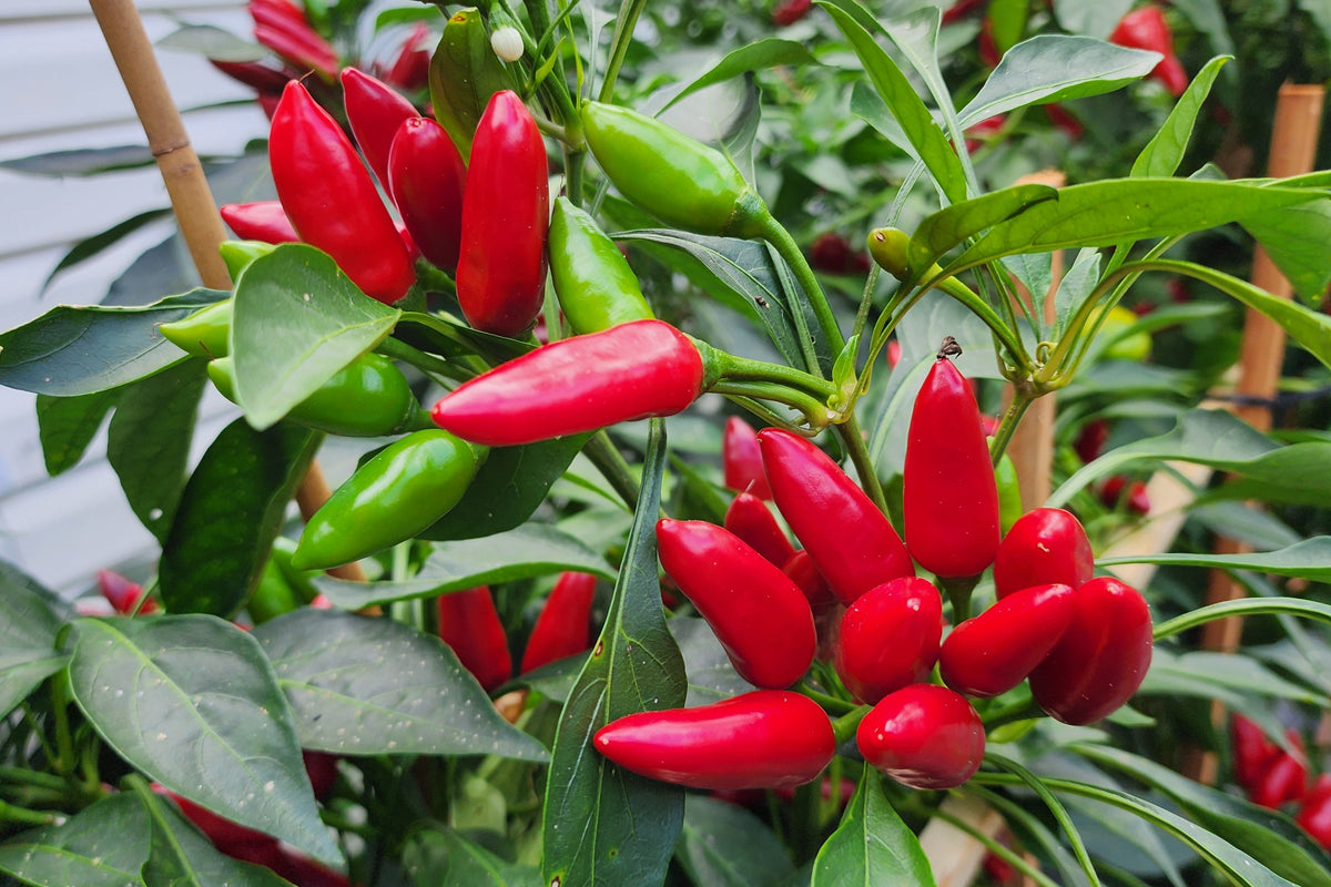 Calabrian Pepper Seeds - Authentic & Spicy | Heritage Cottage ...