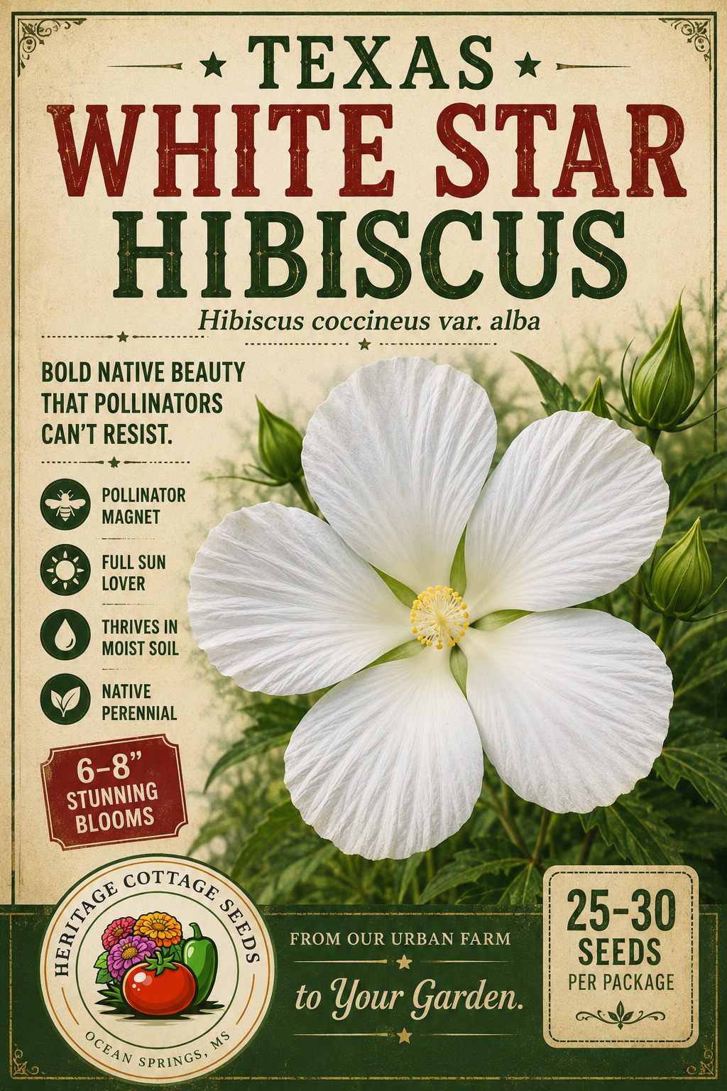 Hibiscus - White Texas Star
