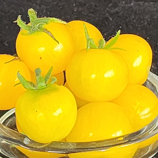 Micro Tomato - Hahm's Gelbe