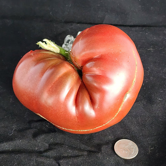 Tomato - Heritage Cottage Black