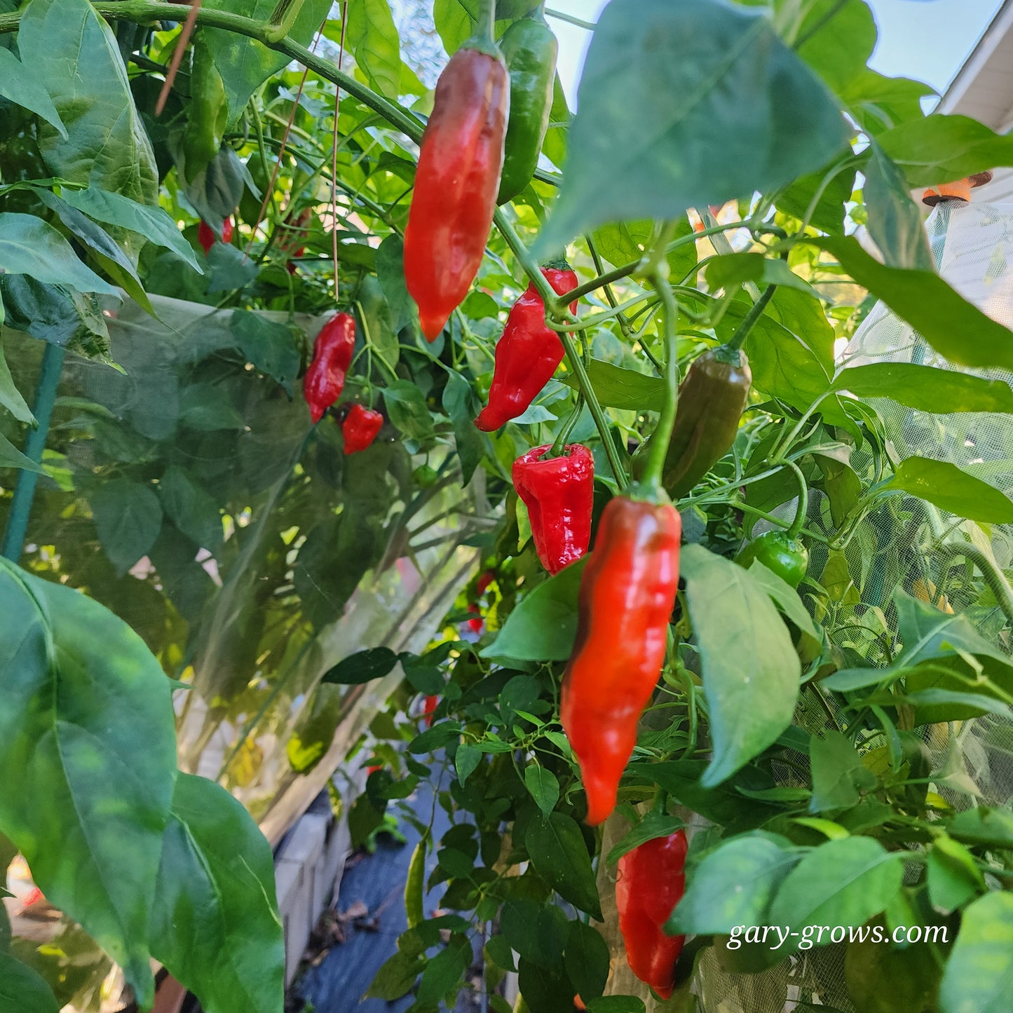 Pepper - Aji Norteño