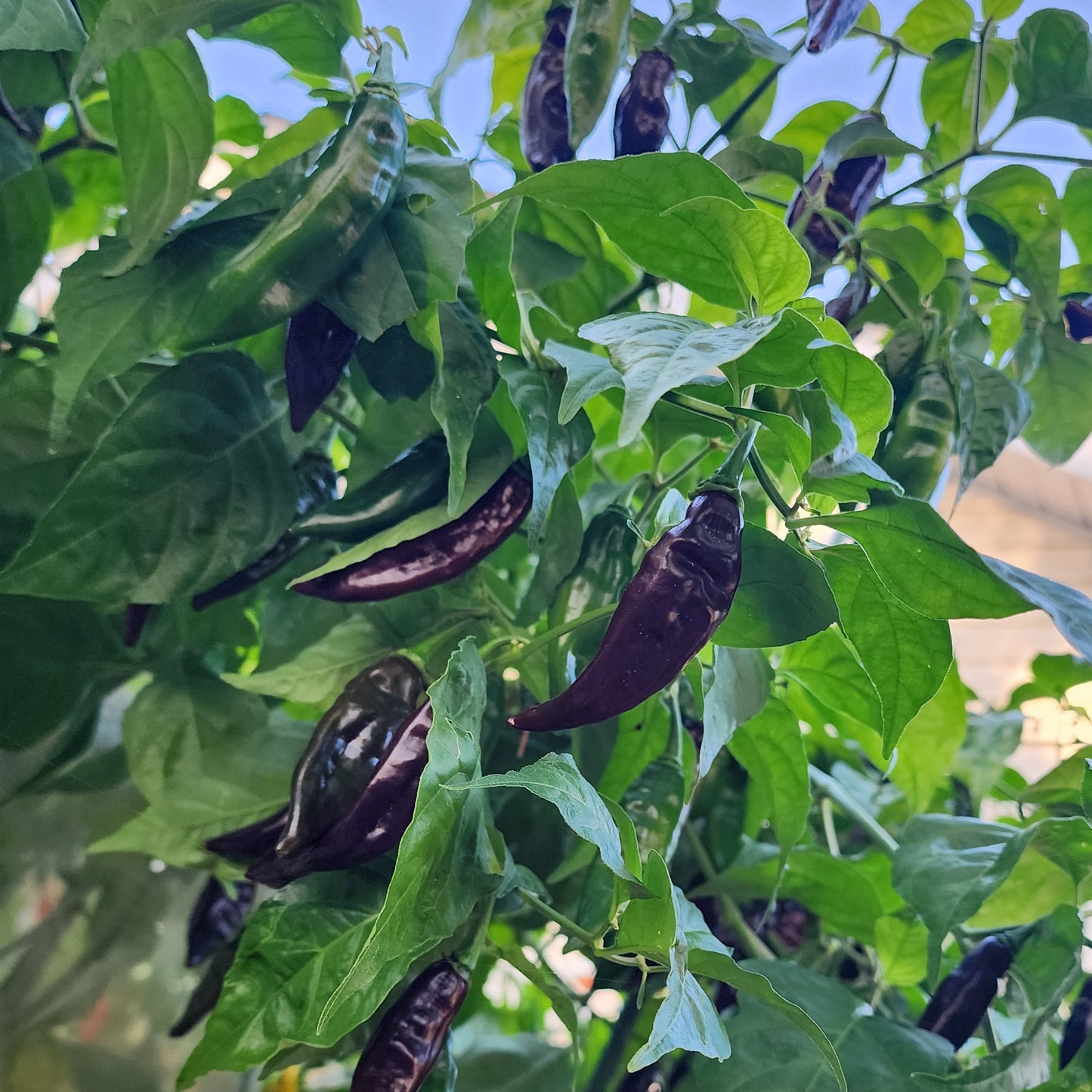 Pepper - Aji panca