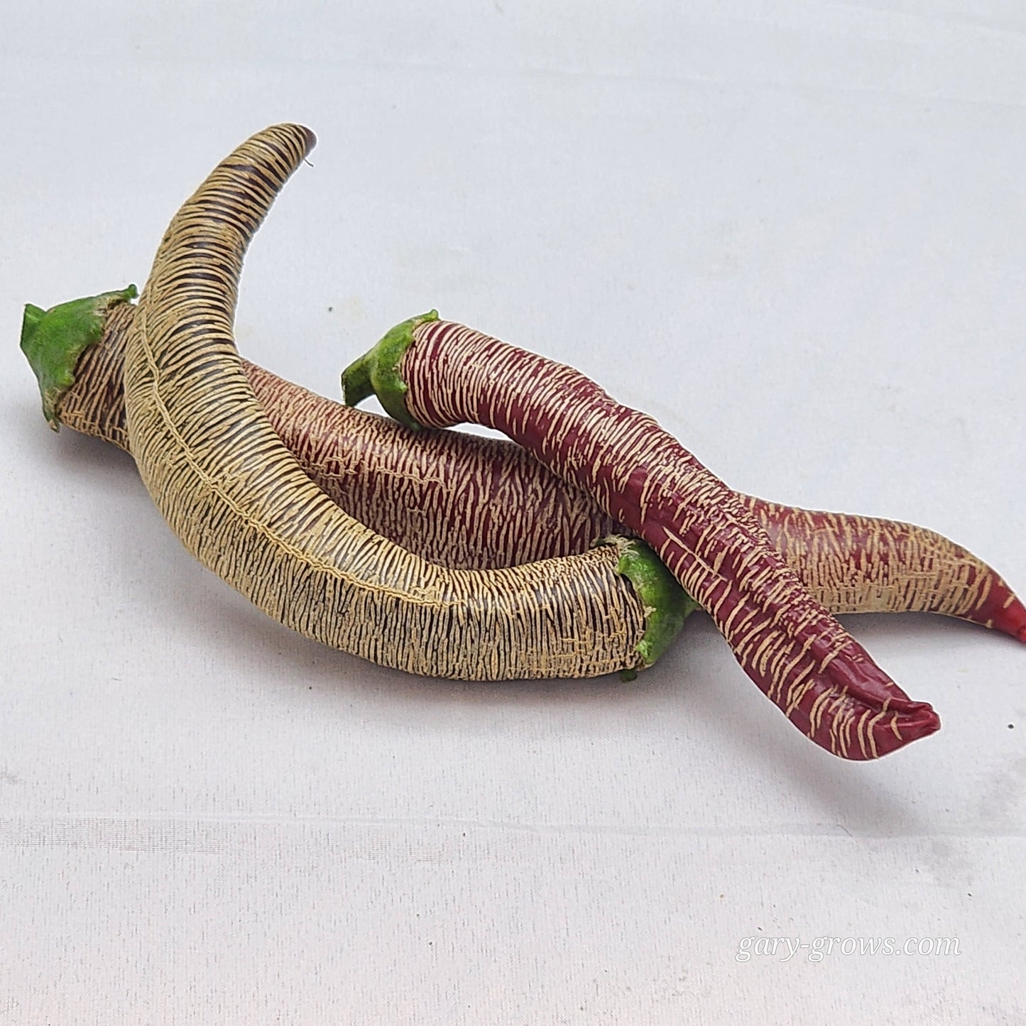 Pepper - Rezha Macedonian