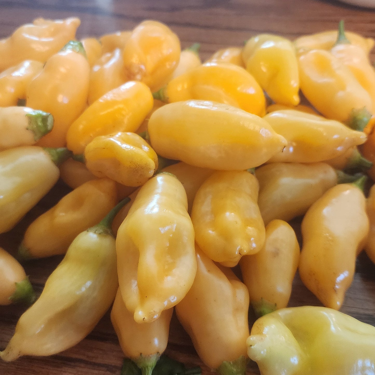 Pepper - Szegedi Paprika