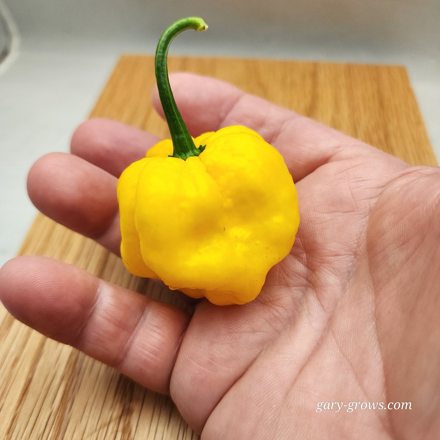 Pepper - Aji Margariteno Yellow