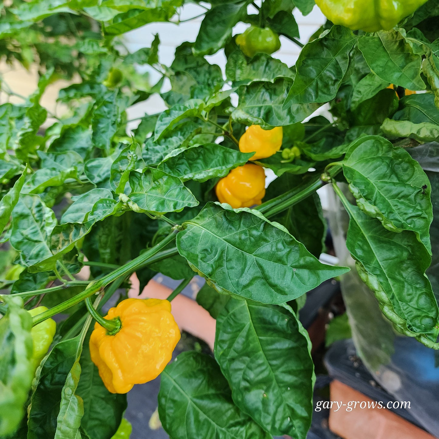 Pepper - Aji Margariteno Yellow