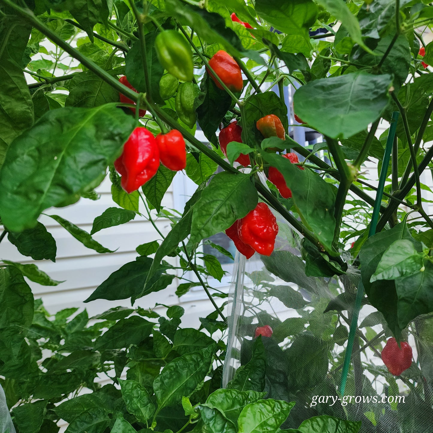 Pepper - Aji Margariteno Red