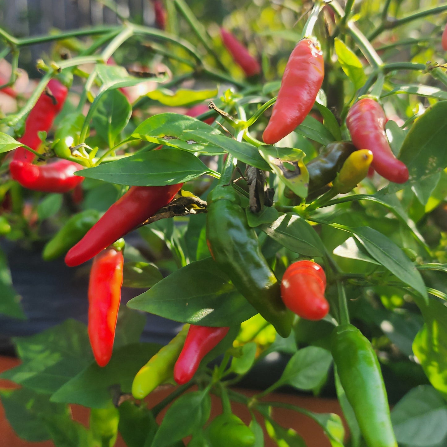 Pepper - Rooster Spur