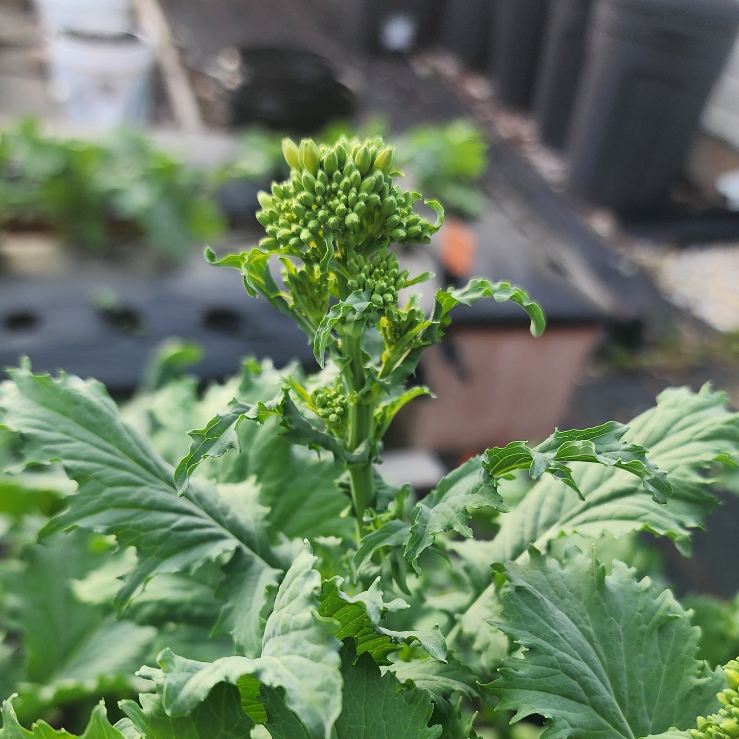 Broccoli raab (Rapini)