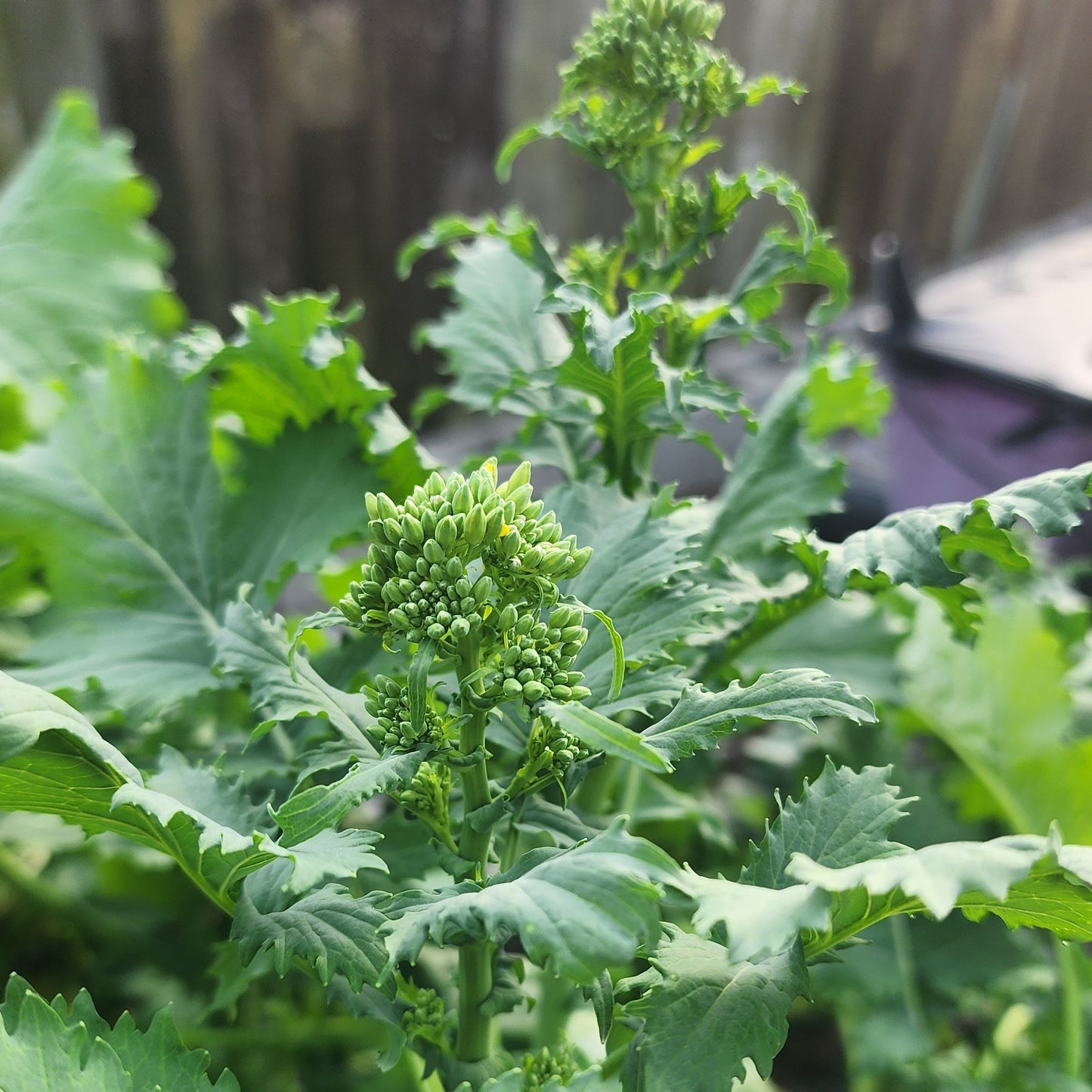 Broccoli raab (Rapini)