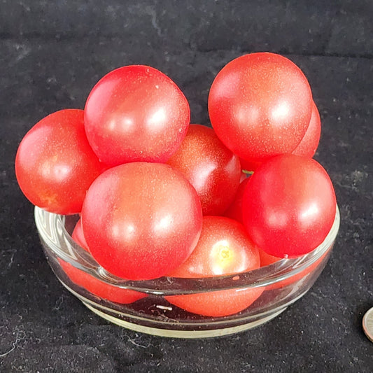 Micro Tomato - Rosy Fitch