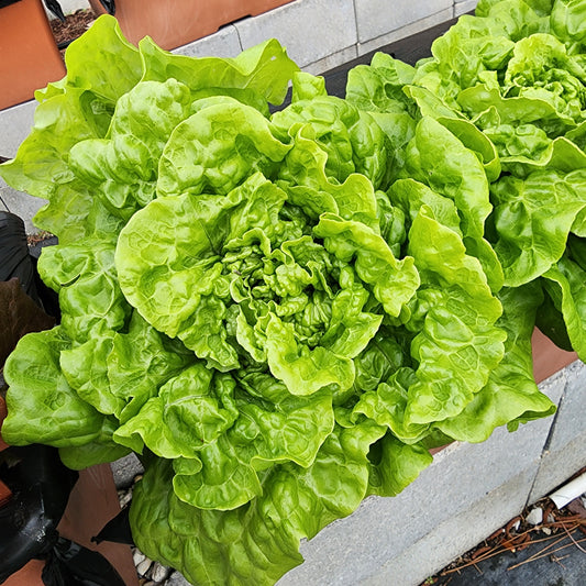 Lettuce - Tom Thumb