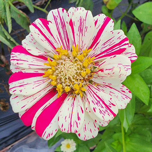 Zinnia - Peppermint Candy